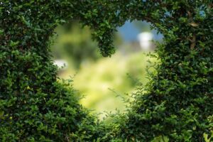 Read more about the article How to Design a Beautiful Home Garden