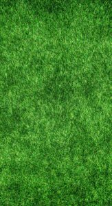 Read more about the article 10 Essential Tools Every Home Gardener Needs
