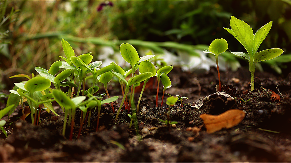 Read more about the article Beginner’s Guide to Permaculture: What You Need to Know