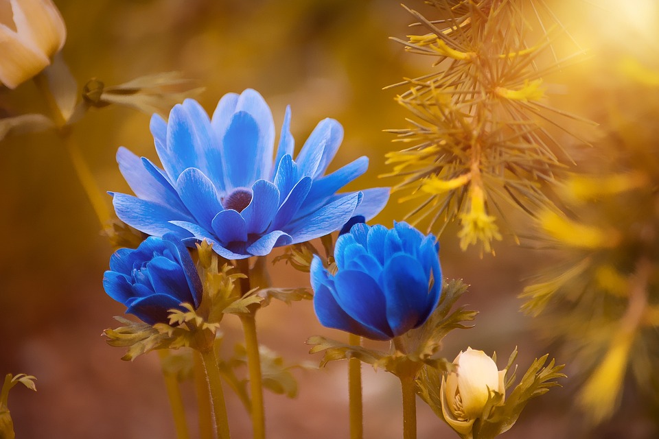 You are currently viewing 10 Unique and Beautiful Plant Varieties to Add to Your Garden
